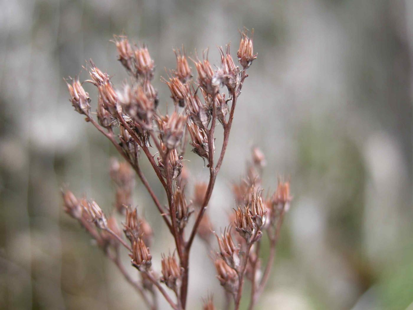 Stonecrop, Reflexed fruit